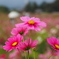 秋桜満開