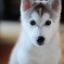シベリアンハスキー　子犬