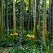 竹林に咲く