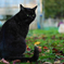 黒猫