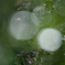 雨ハギ