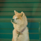 Cute Dog 2