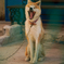 Cute Dog 3