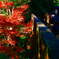 自然文化園空中観察路からの紅葉