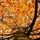 赤久縄山の紅葉