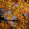 空一面の紅葉