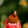 Flower and Bee