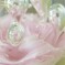 薔薇としずく