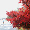 雲と霧の中の紅葉狩り