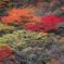 久住山の紅葉