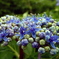 Purple Sunshine Flower