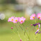 三輪の花娘