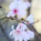 秋の花