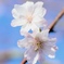 秋なのに桜みたい