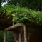 Forest of Mononoke