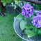 紫陽花（収穫）