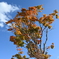 No Name Tree
