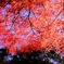 榛名湖の紅葉④