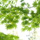 DSC06261