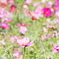 秋桜