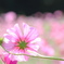 秋桜