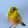  野山の鳥  メジ君  