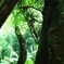 新緑の森