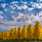 Ginkgo Tree Line