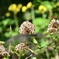 枯れ紫陽花と石蕗の花