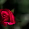 赤い薔薇