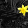 Hyacinth