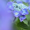 rain decoration