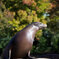 動物園の秋