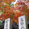 高野山　色づき