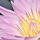 Vibrant pink water lily was blooming