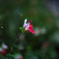 夜の花