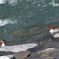 カワアイサ　１　　　DSC_4524