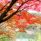 もみじ湖の紅葉①