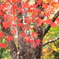 もみじ湖の紅葉②