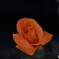 オレンジの薔薇
