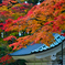 高野山満喫旅。