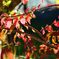 ニシキギの紅葉　　DSC_6129