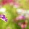 The lovely cosmos flower is happy