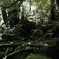 出会いの森