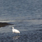 鳥のいる浜辺