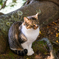 A cat