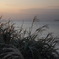 すすきと海