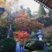 永源寺（もみじ寺）紅葉其13