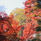 永源寺（もみじ寺）紅葉其14