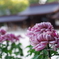 奉納菊花展_明治神宮
